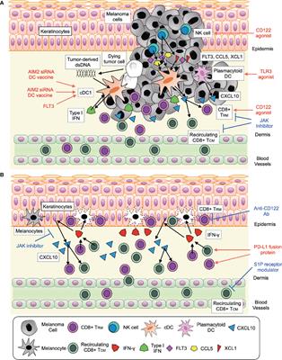 Networks of CD8+ T Cell Response Activation in Melanoma and Vitiligo